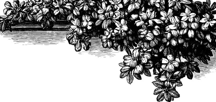 Vintage botanical architectural cornice with decorative floral edge for design projects