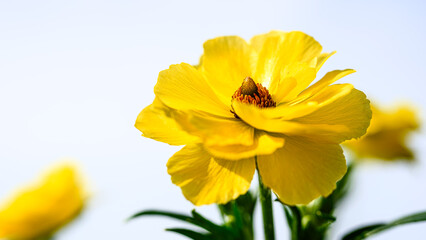黄色のラナンキュラスの花のアップ