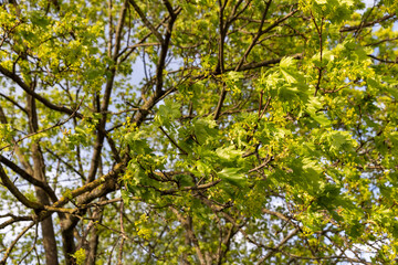 Fototapeta premium the first foliage on maple trees in the spring season during the flowering of the maple tree, a large number of green foliage and green flowers on the branches of the tree in warm spring weather