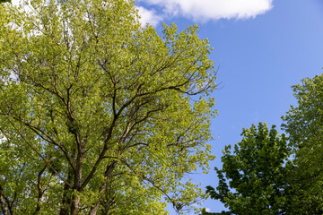 Fototapeta premium green foliage of maples and other deciduous trees in sunny, clear weather in spring season