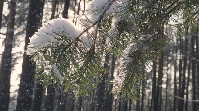 Pine tree covered in snow with sunlight shining passing through tree branch with snowflakes falling down in forest in winter season.