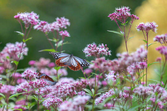 アサギマダラ
「秋風に揺れるフジバカマと、優雅に舞うアサギマダラの競演。」
大分県(くじゅう花公園)
Chestnut Butterfly
"A performance of the elegantly dancing chestnut butterfly and the swaying Eupatorium japonicum in the autumn breeze."
