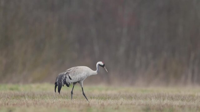 Wild common crane, grus grus, walking on hay field in spring nature. Large feathered bird landing on meadow from side view. Animal wildlife in wilderness