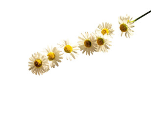 Daisy flowers arranged in a line against a black background