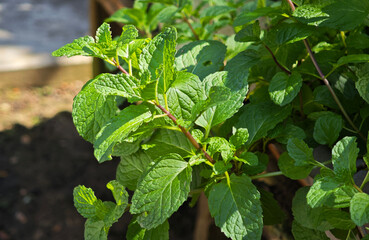 Green peppermint leaves in garden © Chaaim