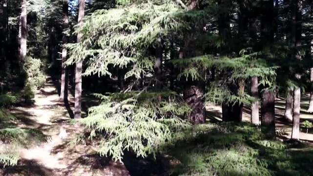 Aerial drone tilt-up shot capturing a majestic Atlas Cedar tree from bottom to top. Reveals the textured trunk and sunlit green canopy in the Middle Atlas forest.