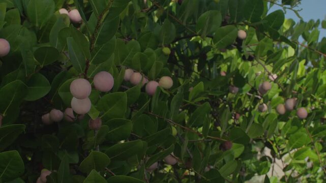 Close-up of a coco plum plant full of ripe pink fruits and green leaves. Tropical fruit growing in a garden with vibrant natural colors and textures.