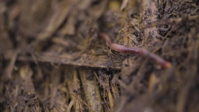 Worms digging in dirt. Vermicast and vermiculture worms regenerating the soil. Climate change. Organic soil.