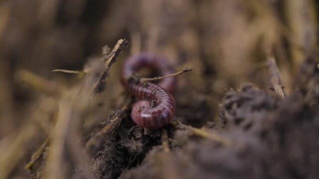 Worms digging in dirt. Vermicast and vermiculture worms regenerating the soil. Climate change. Organic soil.