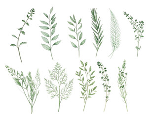 Fototapeta premium Delicate watercolor botanical illustrations of various leafy branches on a transparent background