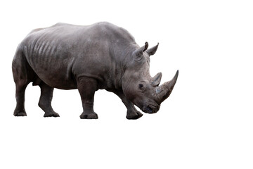 Obraz premium Bold Black Rhino Stands Proud on a Deep Black Background, Majestic Wildlife Portrait