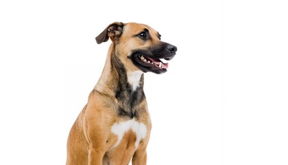 Obraz premium Alert and attentive mixed breed dog with tan and black fur on a white background
