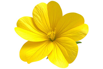Close-up of a vibrant yellow flower with five petals, isolated on a black background
