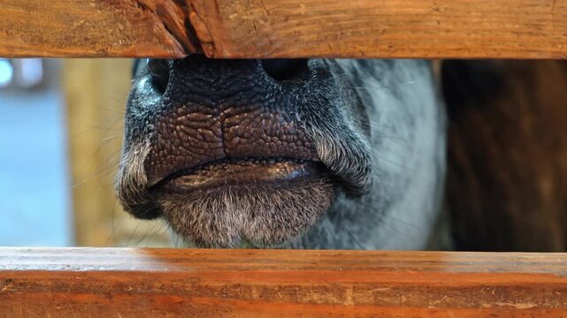 Cow nose peeking through wooden fence at a farm during daytime. A cow's nose shows through slats in a wooden fence on a farm in the afternoon sunlight.