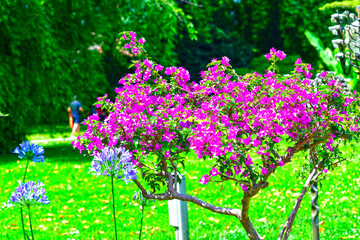 Obraz premium Bougainvillea Strauch im Stadtpark von Lindau (Bodensee)