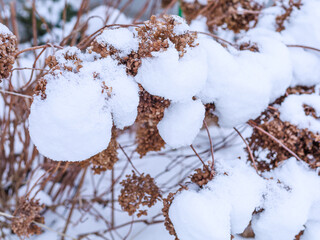 Dried hydrangea flowers covered with fresh snow in winter. Soft white and muted brown tones, floral texture, cold weather, seasonal nature background, copy space.