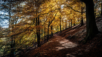 Obraz premium narrow. Narrow forest path with autumn leaves and dappled sunlight. representing seasonal cycles and harvest abundance, travel magazines, designed for travel destination branding. 