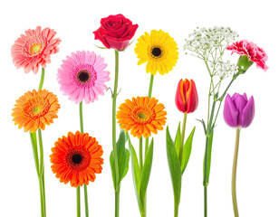 Fototapeta premium Assorted vibrant, colorful blooms including roses, daisies, and tulips, against a black background