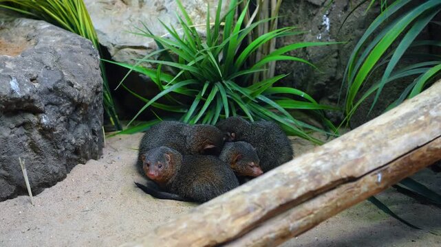Mongolian mongooses rest together in a nature exhibit at an indoor zoo. Mongolian mongooses lie close to each other on warm sand in a zoo exhibit.
