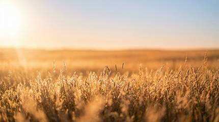 Fototapeta premium Golden dry tall grass shimmering in a vast rural field during beautiful sunset with soft focus and large copy space for nature background.