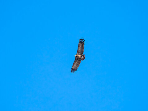 Eagle Soaring Against Blue Sky