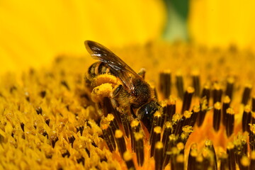 Blütenrausch © Alexander