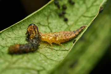 Predatory insect feeding on green leaf © DiazAragon