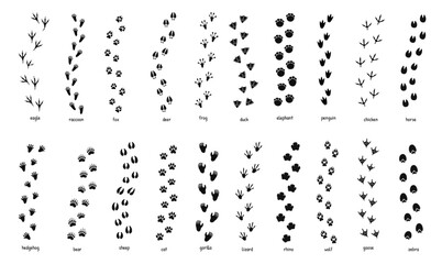 Naklejka premium Animals footprint tracks. Paw prints, feet and claws eagle, raccoon and fox, deer and frog, duck and elephant penguin and chicken horse, hedgehog bear sheep cat dog stamp. Black foot trace vector set.