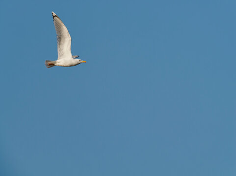Mittelmeerm&ouml;we, Larus michahellis