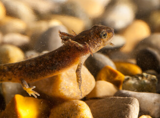 Obraz premium Tadpole of the alpine newt, sideview, photographed in captivity 