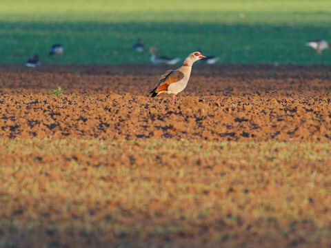 Nilgans, Alopochen aegyptiaca