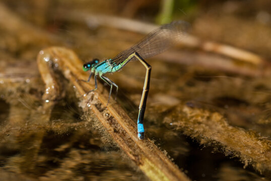 The female of the blue-tailed damselfly lying eggs