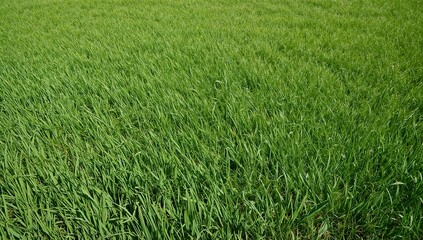 Obraz premium A lush green field of grass in the sunlight. The grass blades blow gently in the breeze.