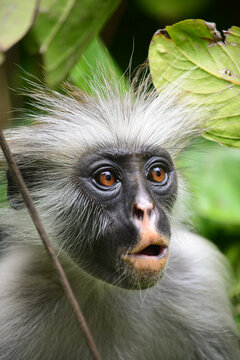  Zanzibar red colobus or Procolobus kirkii - monkey portrait in tropical forest 