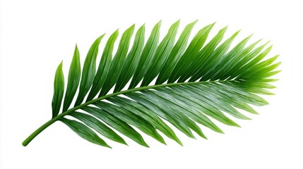 Obraz premium Vibrant green palm frond with delicate leaves isolated on a clean white background