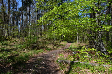 Szlak turystyczny wokół Wzgórz Kiełczyńskich wczesną wiosną, Dolny Śląsk, Polska © Ewa