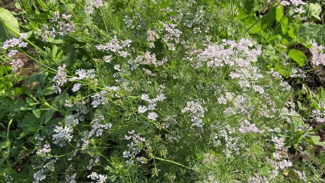 Close-up of white cilantro flowers blooming on fresh coriander plants in an organic farm