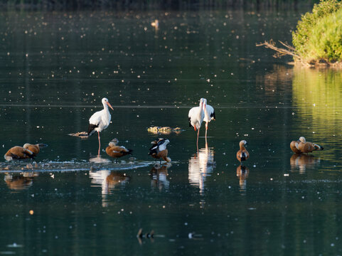 Weissst&ouml;rche, Ciconia ciconia, und Rostg&auml;nse, Tadorna ferruginea, im Abendlicht