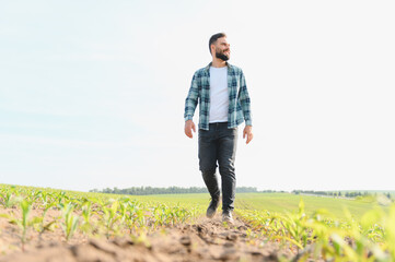 Obraz premium Agronomist walking and inspecting growing corn field