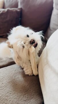 White Long-Haired Dog Enjoying Dental Chew Vertical Format Comfortable Couch Home