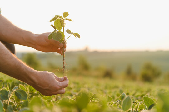 Farmer examining soybean plant roots in cultivated field at sunset