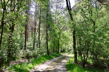 Fototapeta premium footpath in the woods