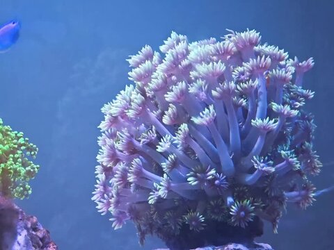 tropical coral reef, gonio green and blue 