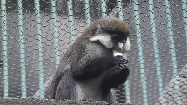 Guenon Monkey Enjoying an Apple