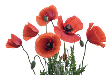 Obraz premium Vibrant red poppies isolated on transparent background