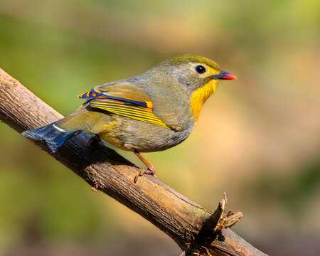 Red-billed leiothrix