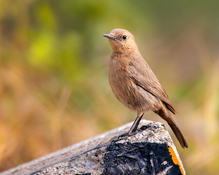 Brown Rock Chat