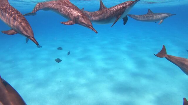 Gro&szlig;e Gruppe Delfine schwimmen Nahaufnahme. Delfin in &Auml;gypten im Ozean