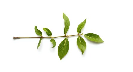 Obraz premium A lone bergamot twig with fresh green leaves centered on a white background