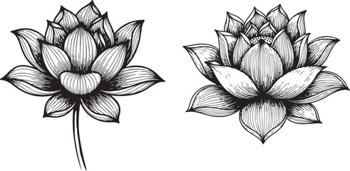 Hand drawn line art illustration of a lotus flower depicting its delicate bloom for relaxation and beauty, Set of vector hand drawn lotus flower black line art illustration. 